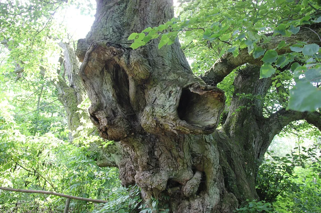 Small-leaved linden (tilia cordata), a natural monument placed in the German federal state of Brandenburg (ND 040-01).