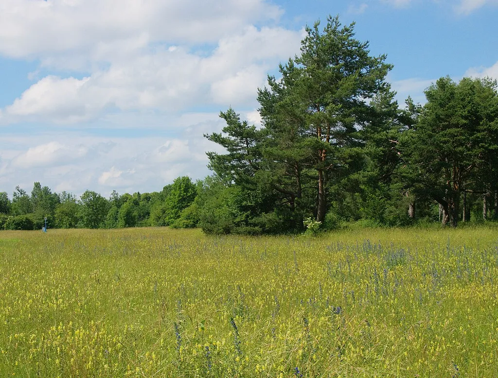 Klapperntopfwiese und Waldkiefer im Hintergrund im Naturschutzgebiet "Dürrenastheide" in Augsburg