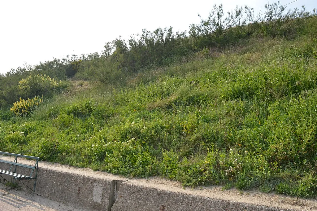 Holland-on-Sea Cliff