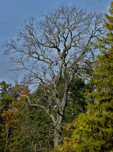 Stieleiche am Fasanenschlösschen bei Moritzburg