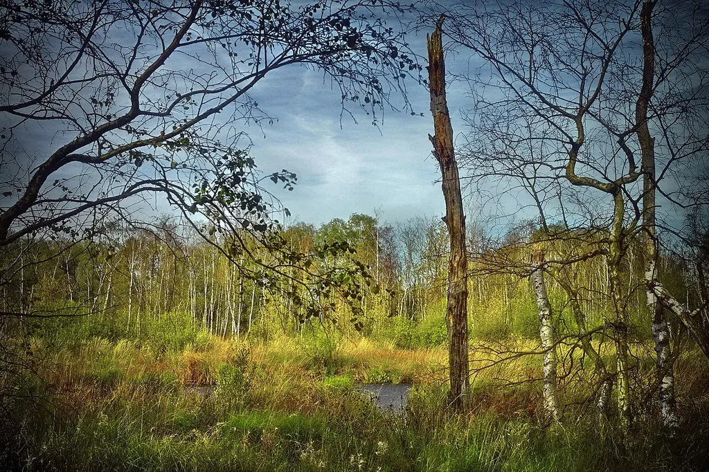 The Freimoor nature reserve belongs to the town of Espelkamp and is located south of the district of Frotheim in the immediate vicinity of the Mittellandkanal. Many bird species and rare plant communities live here.