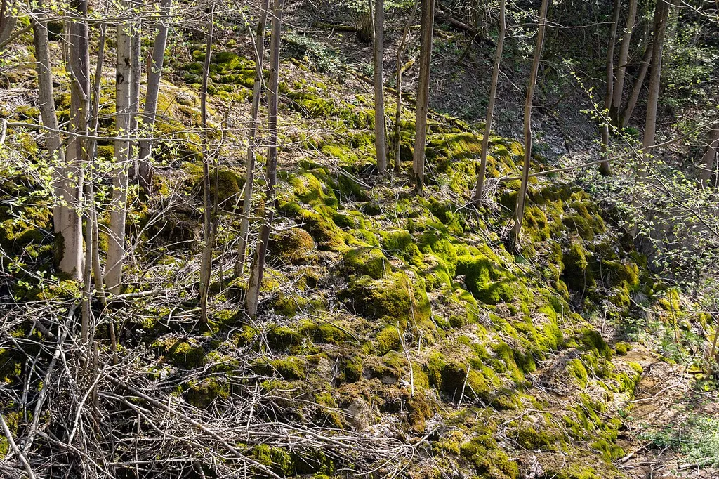 Kalksinterbäche nördlich von Frankendorf