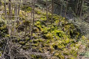 Kalksinterbäche nördlich von Frankendorf