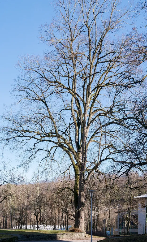 Zwei Linden in Gmunden