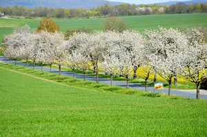 Klosterlandschaft Marienrode