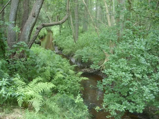 Naturschutzgebiet „Geestmoor-Klosterbachtal“ Klosterbach