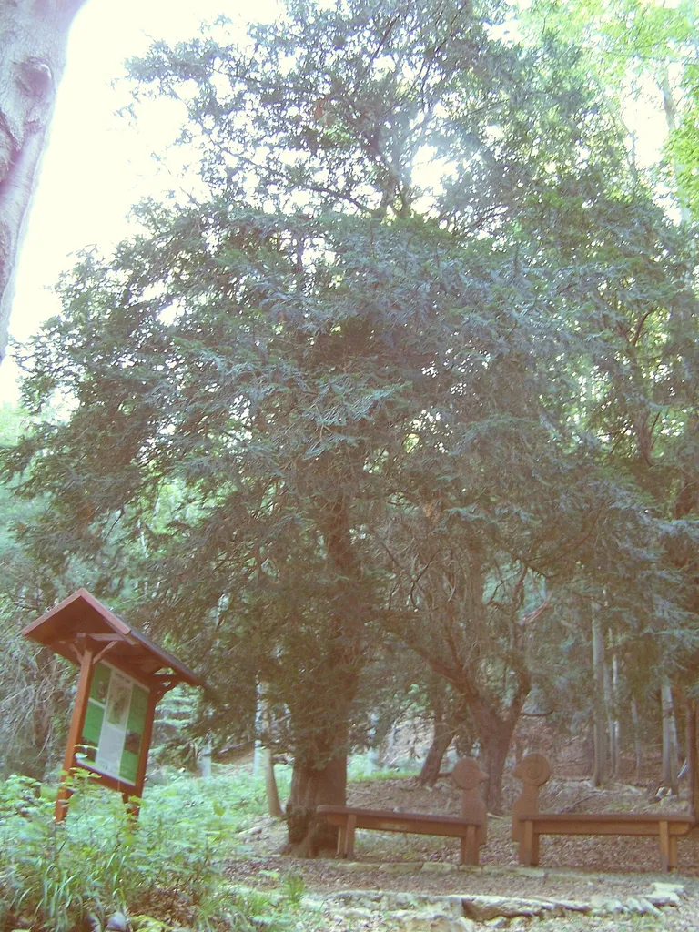 Blick auf den Rastplatz mit der Staudt-Eibe (Taxus baccata) im Naturschutzgebiet „Ibengarten“. Der Baum ist nach Förster Otto Staudt benannt, der 1920–1936 das Dermbacher Revier leitete und sich um die Ausweisung des Eibenbestandes am Neuberg, heute bekannt als Ibengarten bei Glattbach, als Naturschutzgebiet verdient gemacht hat.