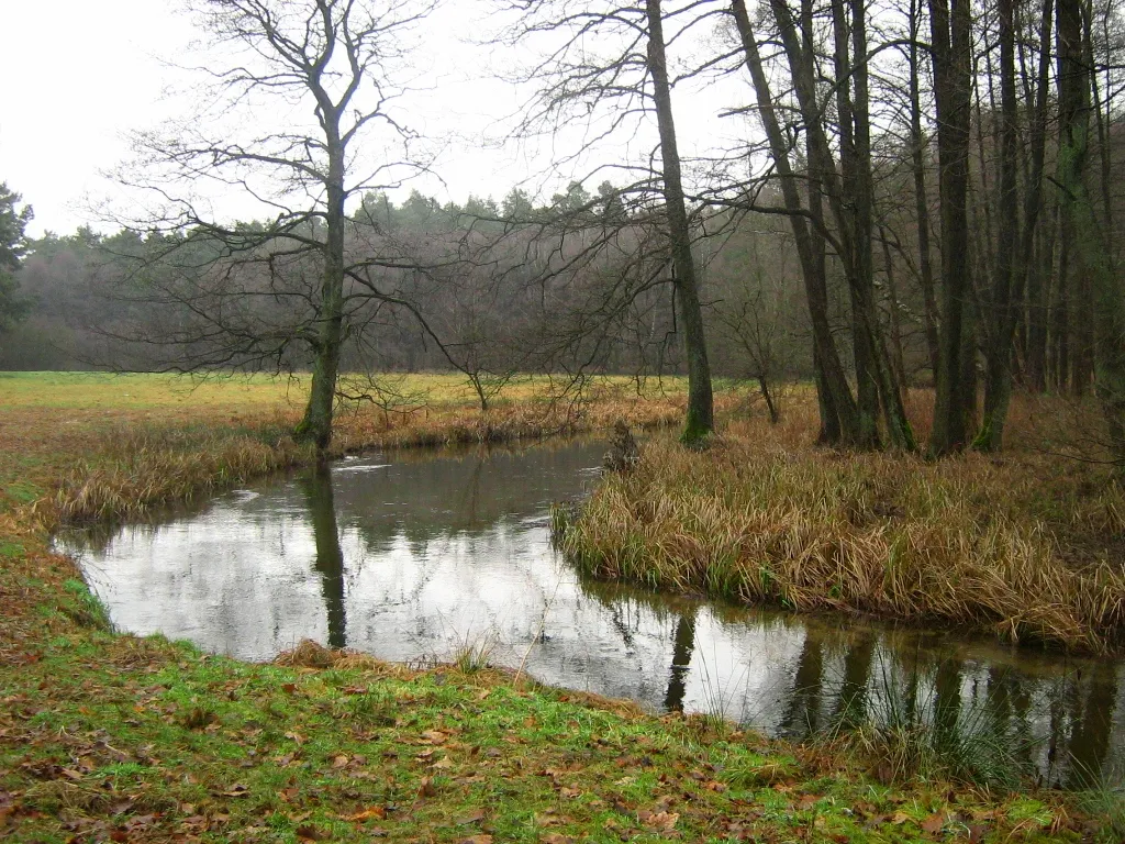 Der Rheinsberger Rhin bei Zechow, einem Gemeindeteil der Stadt Rheinsberg. Der Rhin fließt hier nuturbelassen als mäandrierender Wildwasserbach in seinem schmalen Tal. Das Tal ist mit Schwarzerlenwäldern bewachsen, hat jedoch auch als Grünland genutzte Wiesenstücke. Die Flächen jenseits der nicht sehr hohen Flußterrasse sind mit Kiefern-Laubbaum-Mischwald bewaldet. (Landkreis Ostprignitz-Ruppin, Brandenburg)