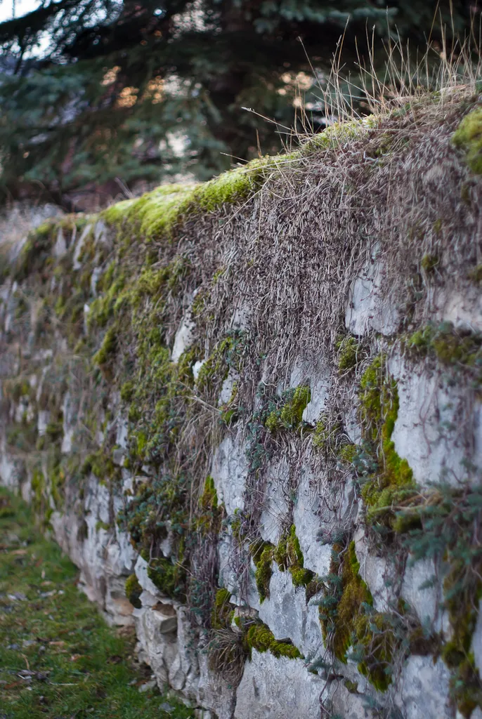 Ehemalige Klosterbefestigung in Engelthal; Reste der Kalksteinmauer rings um das Dorf erhalten, besonders an Nord- und Südseite, im Kern spätmittelalterlich