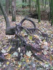 Burgwald Dinklage
