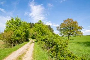 Hinnenburger Forst mit Emder Bachtal