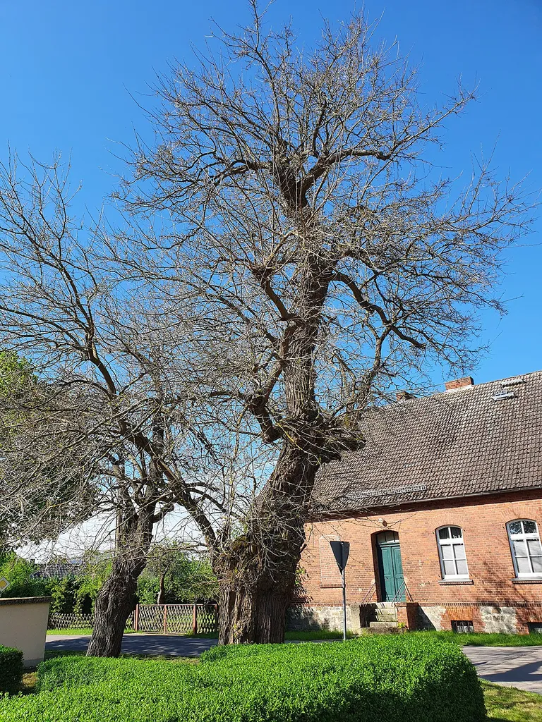 Die Naturdenkmale Maulbeerbaum 1 (rechts) und 2 (links) in Caminchen im Landkreis Dahme-Spreewald, Brandenburg.