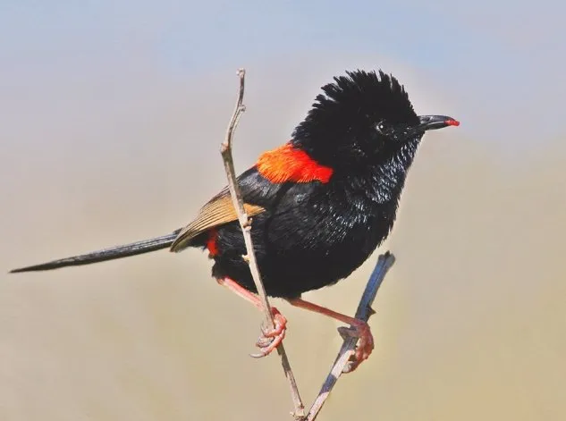 Red-backed Fairy-wren (Malurus melanocephalus) carrying red petal, Noosa