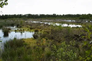 Renaturierungsflächen auf ehemaligem Torfabbau im Naturschutzgebiet Göldenitzer Moor, Mecklenburg-Vorpommern.