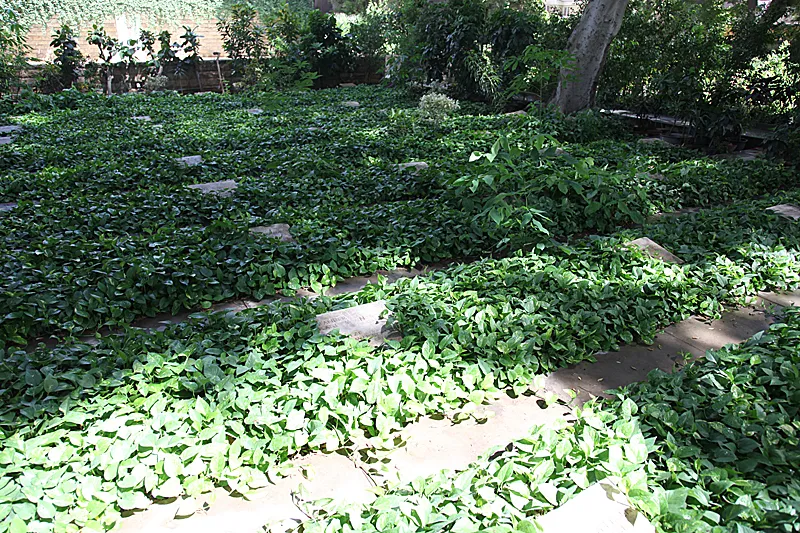 War graves at the German cemetery, Old Cairo, Egypt