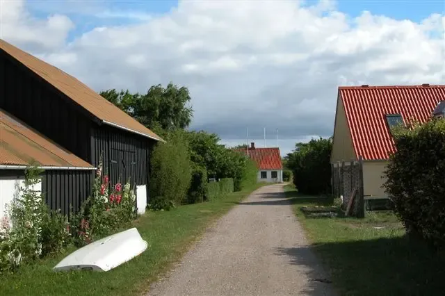 Birkholm cows