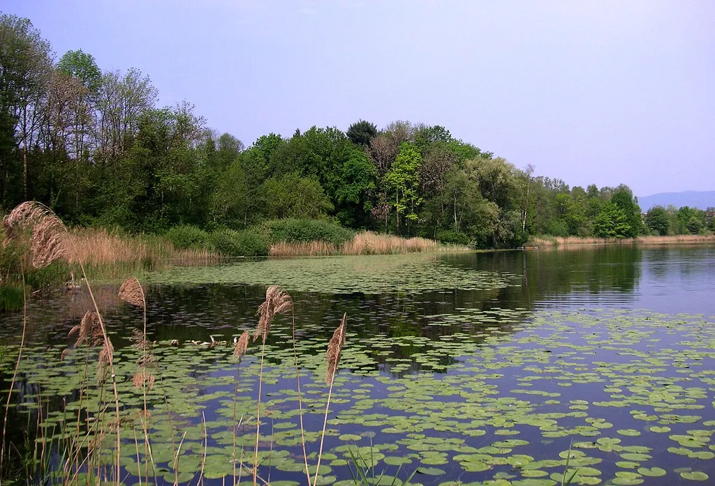 Burgaeschisee, Schilf