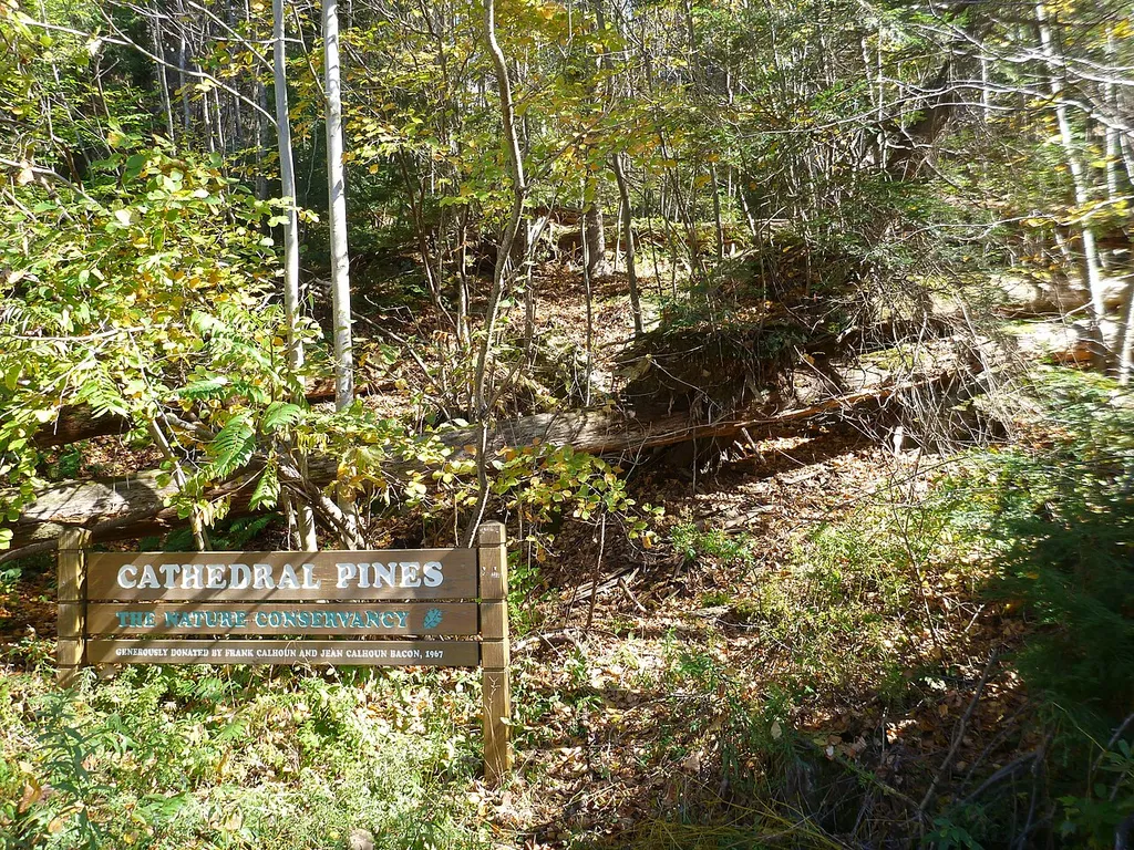 Cathedral Pines in Cornwall, CT