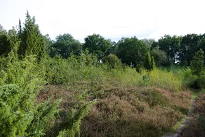 Brünas Heide