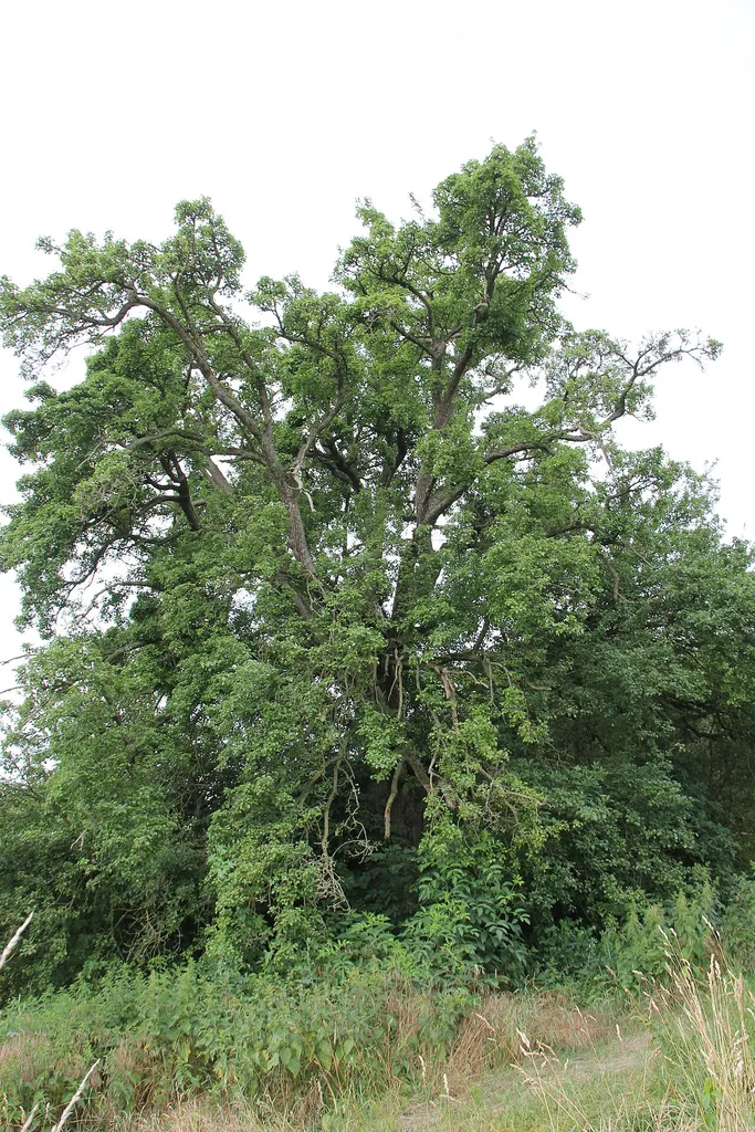 European wild pear (pyrus communis), a natural monument placed in the German federal state of Brandenburg (ND 040-06).