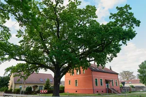 Naturdenkmal Friedens-Eiche Kreuzung Bahnhofstr. Dorfaue in Groß Kreutz (Havel)
