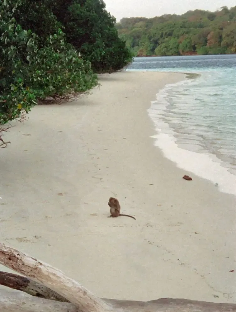 Peucang Island