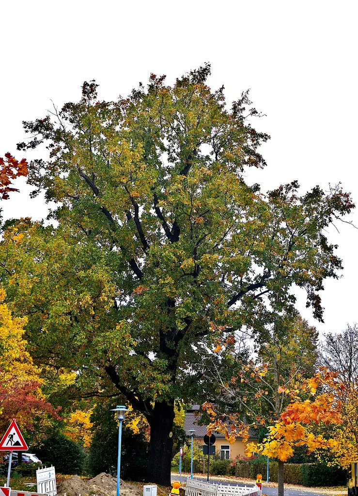 Naturdenkmal Stieleiche (Quercus robur) Friedenseiche am Busbahnhof in Calau