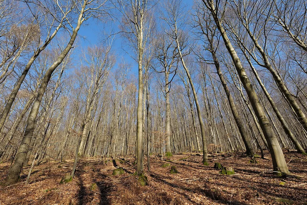 Spessart bei Alsberg
