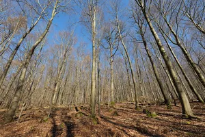 Spessart bei Alsberg