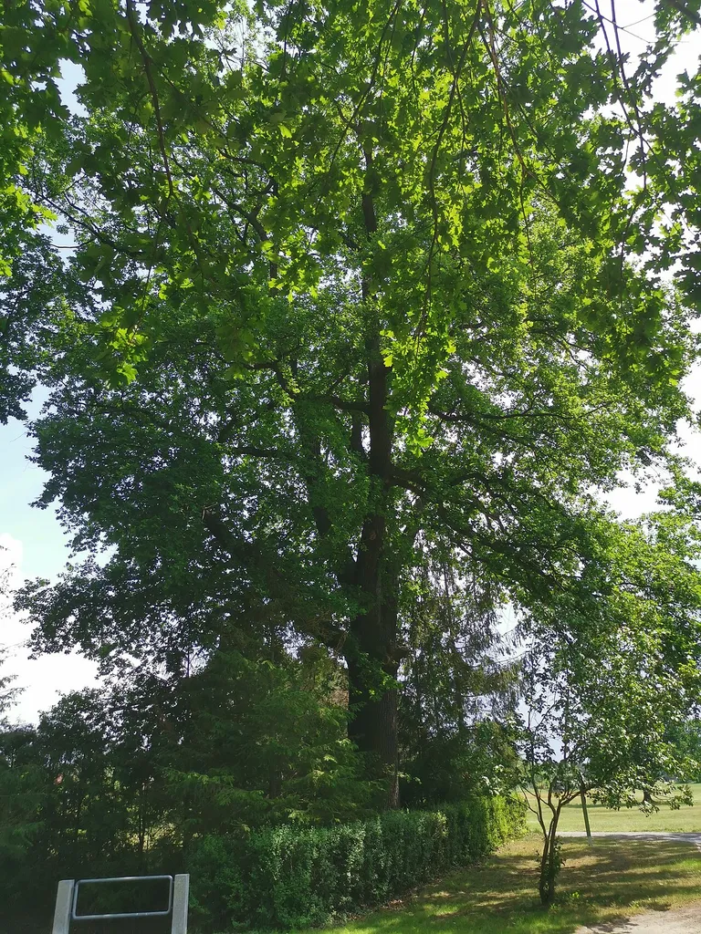 Als Naturdenkmal geschützte Stieleiche vor der Kirche in Frauendorf