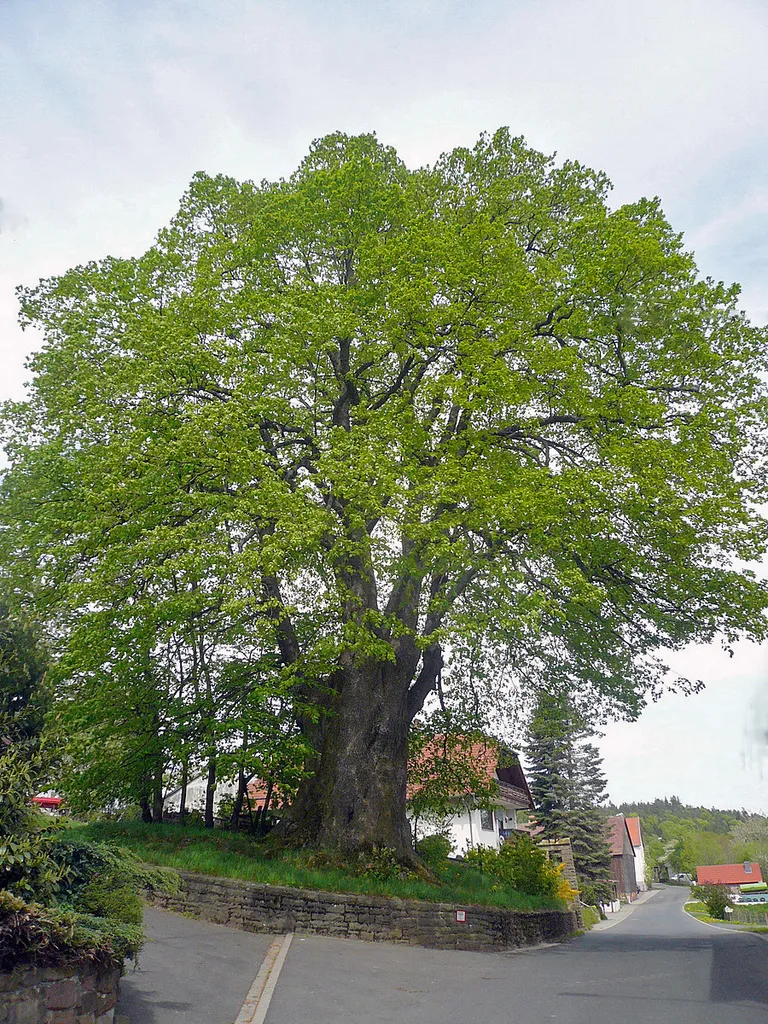 Dorflinde