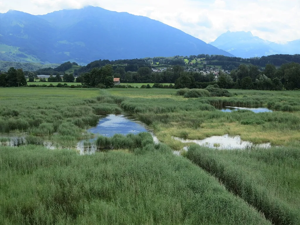 Kaltbrunner Riet, Kaltbrunn SG, Schweiz