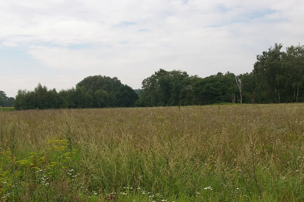 Schmiedebruch (Leese)