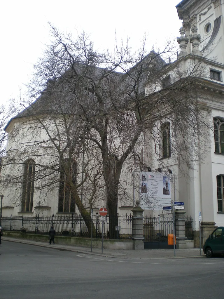 Naturdenkmal 1-9/B, ein Amerikanischer Zürgelbaum (Celtis occidentalis L.), in Berlin Mitte, Klosterstraße 66, Ecke Parochialstraße Celtis