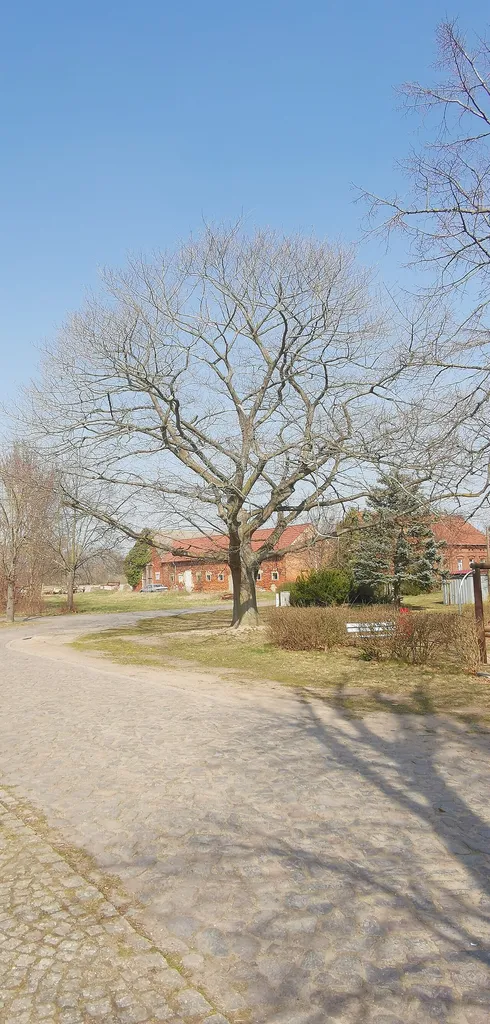 Als Naturdenkmal geschützte Stieleiche am Spielplatz in Frauenhorst (Herzberg (Elster))