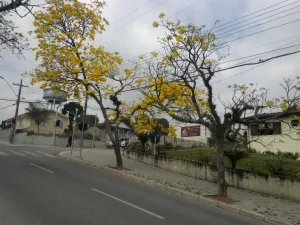Araucária
