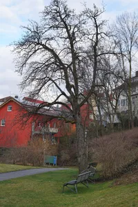 2 Birnbäume im Kirchengemeindegarten