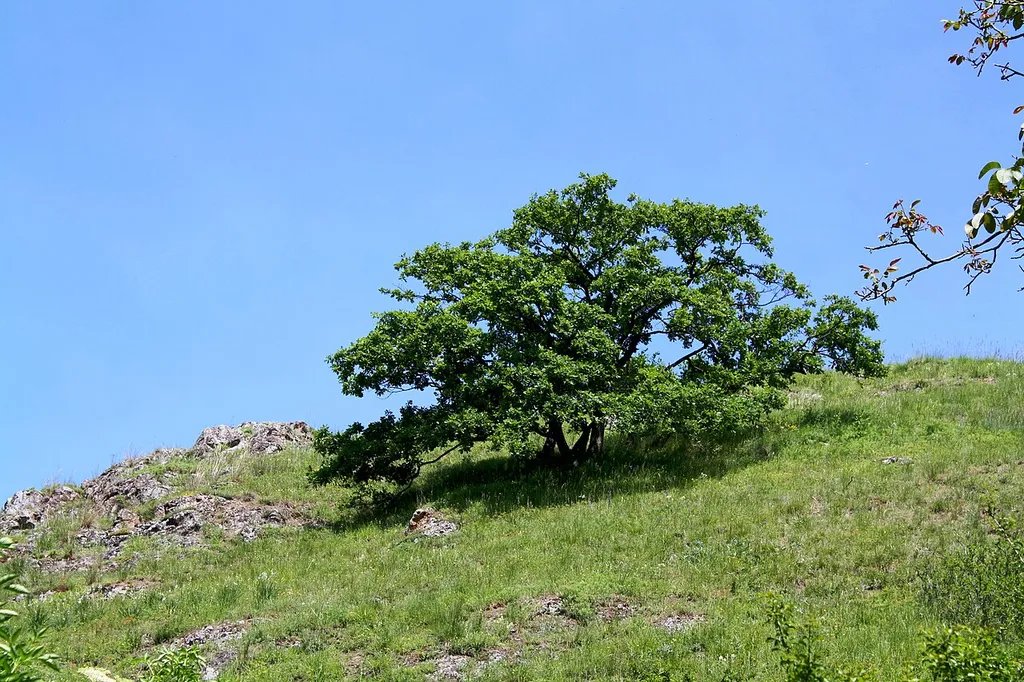 Steilhanglage in der Rheinhessischen Schweiz (Kräuterwanderweg Nähe Geistermühle, zwischen Flonheim und Wendelsheim); Landschaftsschutzgebiet „Rheinhessische Schweiz“ (07-LSG 4.002) in Rheinland-Pfalz