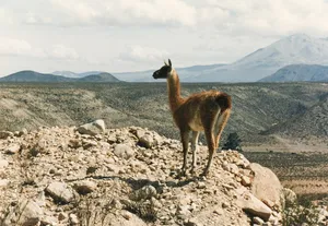 Lauca National Park