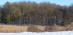 Alte Schanze
