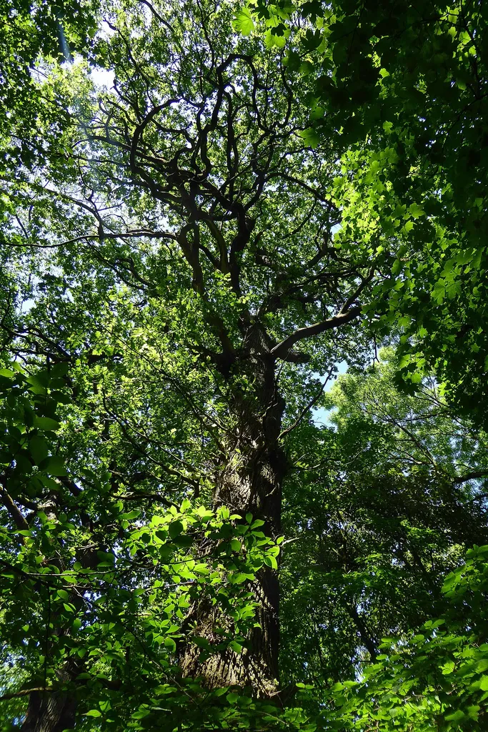 Natural monument Quercus robur Misburger Wald ND-H 222
