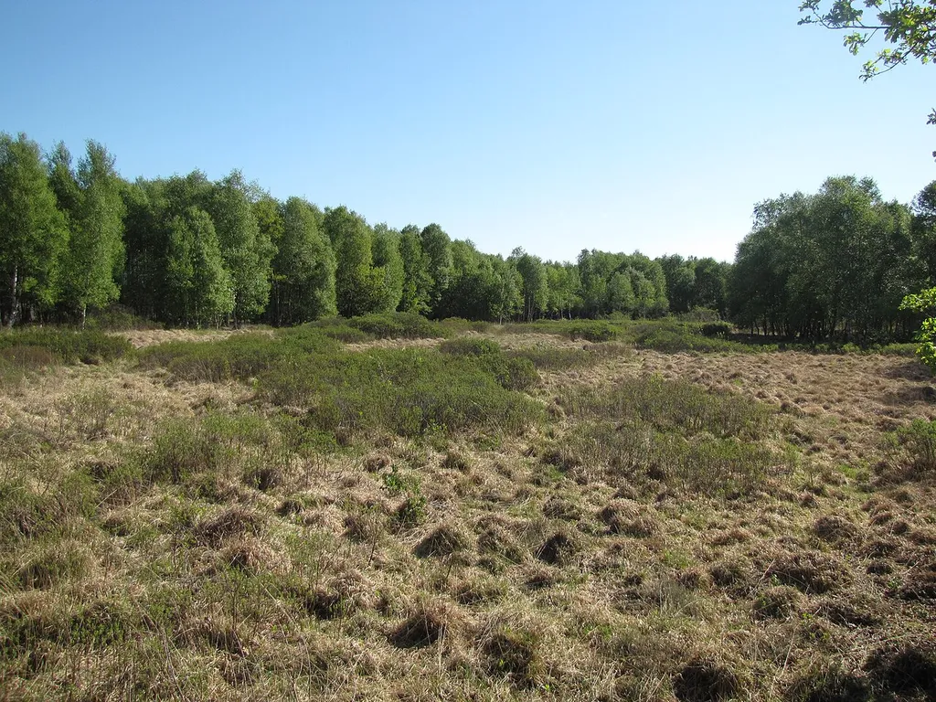Hochmoor in Wymeer (NSG), Gemeinde Bunde