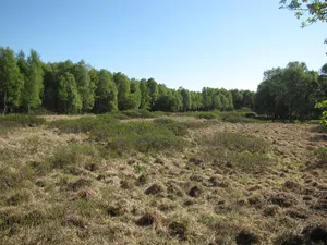 Hochmoor Wymeer