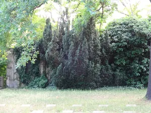 Eiben