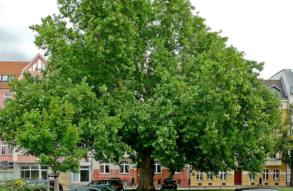 Naturdenkmal Platane-Ahornblättrige Platane (''Platanus x hybrida (acerifolia)'') Güterzufuhrstraße 1, vor Spreewaldbahnhof in Mitte