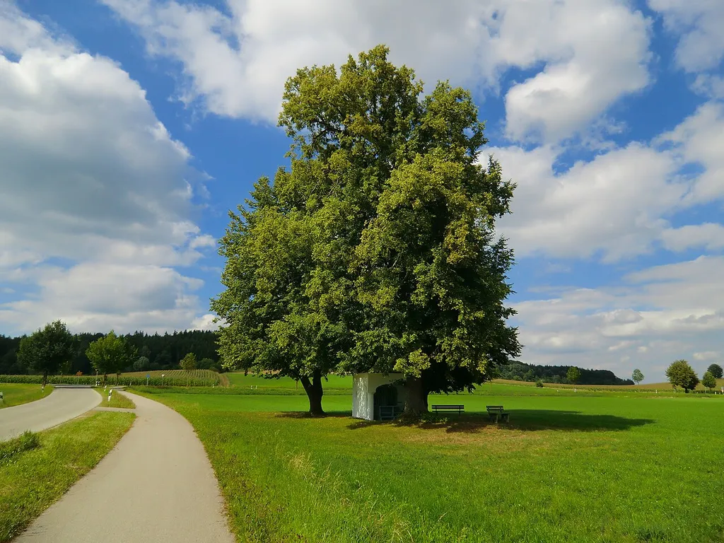 Linden am Gemeindeplatz Edenbergen
