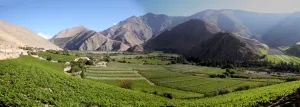 Pisco Elqui