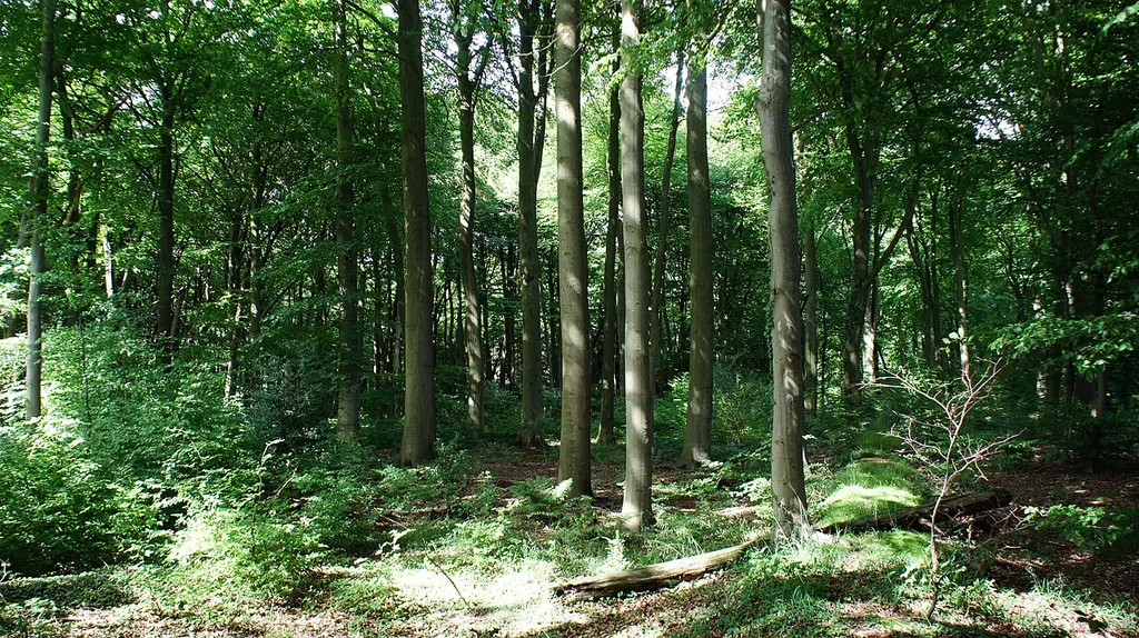 NSG WE071 Hatter Holz bei Kirchhatten, Gemeinde Hatten