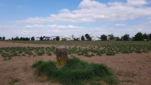 Belgium-Netherlands boundary stone no. 85b