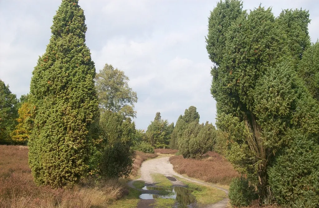 Scene in the German nature reserve Heiliger Hain with junipers